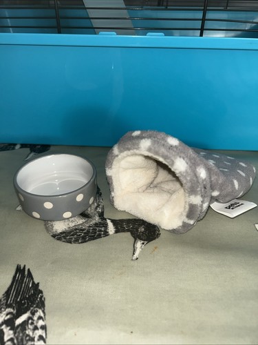 Hamster small pet spotty - pet,